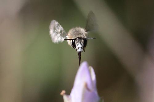 Anthophora pubescens